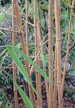bamboo for textile applications and end uses