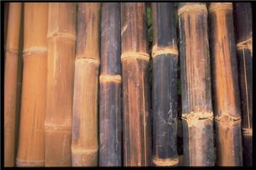 dried bamboo stem