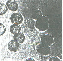 Cross sectional view of Lanital casein fiber