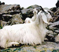 supplier of the rawmaterial for cashmere - the cashmere goatswool goat