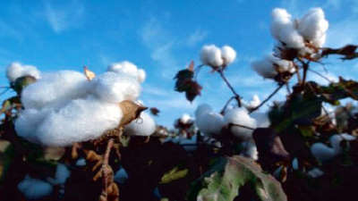 We supply ecological friendly yarn-organic cotton yarn, to build a ecological world.
