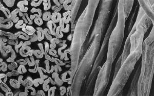 cotton microscopic view