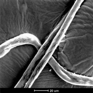 microscopic picture of cotton fibers