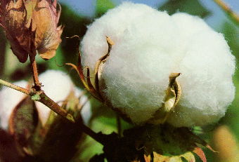 cotton boll in full ripeness