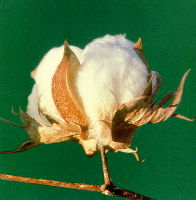 opening up cotton ball
