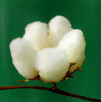 fully opened cotton ball