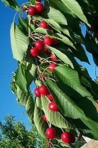 Protect your cherries with high density (HDPE) and high tenacity (GRET) polyethylene monofilament yarns bird net