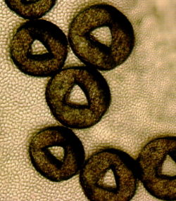 hollow cross-section polypropylene filament yarn from Essegomma Misinto - your quality source