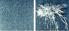 example of how frictional static charge attracts dust Belltron
