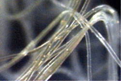 Nui'Zen aromatherapy fibers for fiberfill applications - healthy fibers