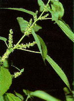 ramie plant - Boehmeria nivea - belonging  to the nettle family