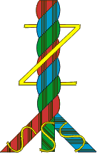 s / Z twisted yarn (sewing thread)