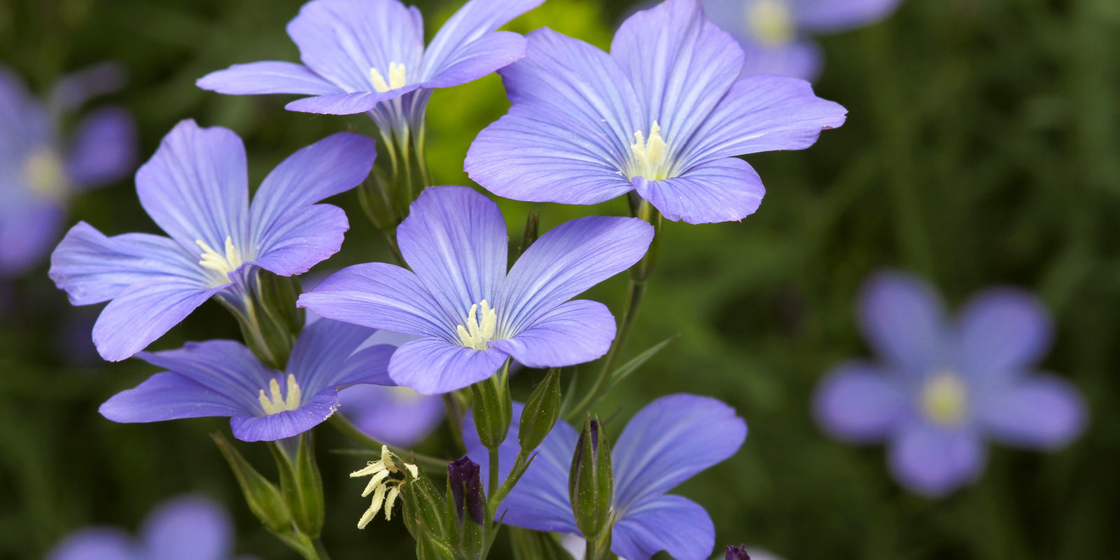 flax yarn - the oldest cultivated textile fiber