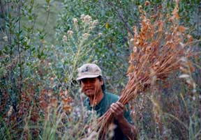 harvesting apocynum (Indian hemp)