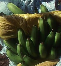 banana plant for fibers