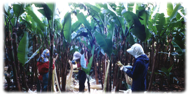 harvesting banana