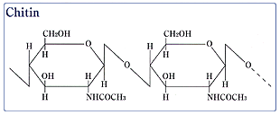 Chemical structure chitin