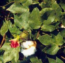 cotton plant with flower