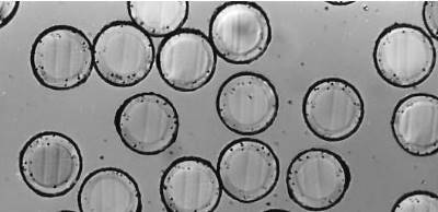 Epitropic conductive polyester fibers for spinning and needling