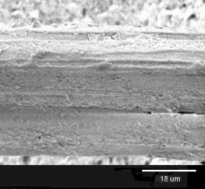 microscopic picture of hemp