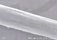 Milk fiber - longitudal view under the microscope