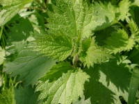 Natural nettle from the Himalayan hills