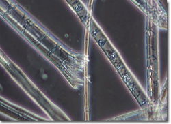 microscopic view of ramie fibers