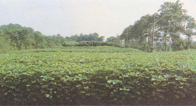 Ramie field in China