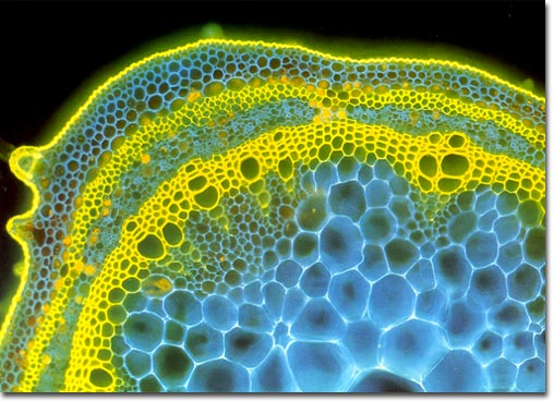 Transverse section of soybean stem, stained with two fluoro chromes to show distribution of cellulose (blue) and lignin (yellow)