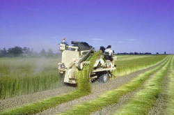 harvesting flax in the field