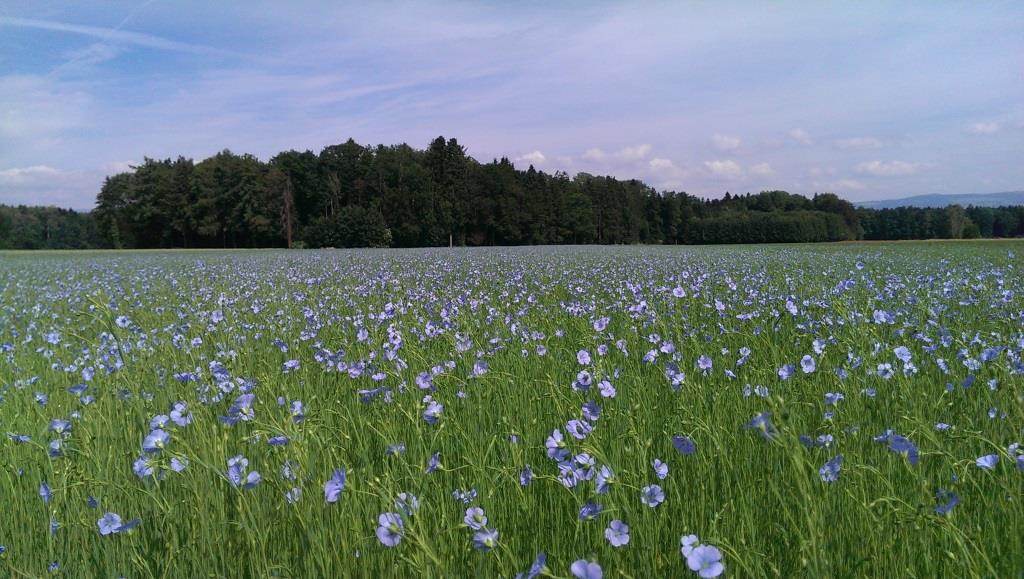 a flax field near Willadingen Switzerland