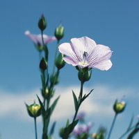 Flax linen flower in blossom