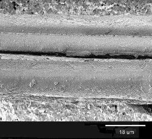 microscopic view of a flax fiber linen