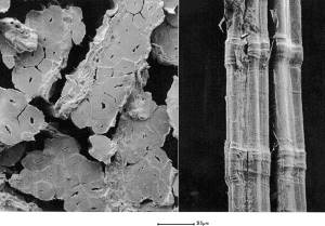 flax microscopic view