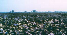 flax field