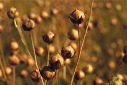 flax boll - seed state