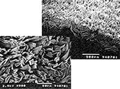 microscopic view of Wramp conjugated filament